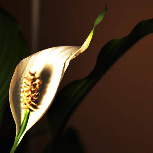 a close up of a blooming peace lily in a 512x512 59297625