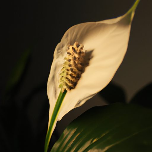 a close up of a blooming peace lily in a 512x512 92845396
