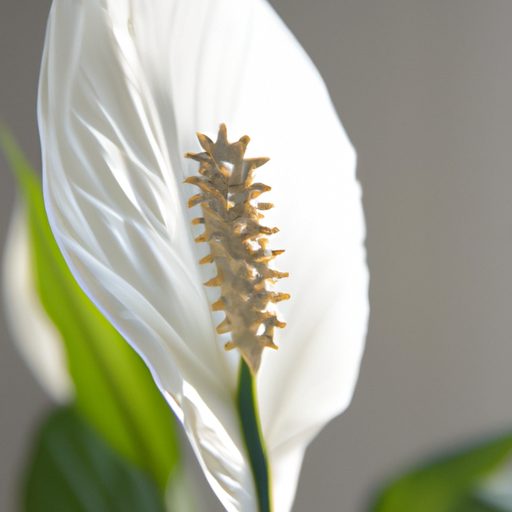 a close up of a blooming peace lily show 512x512 25976053