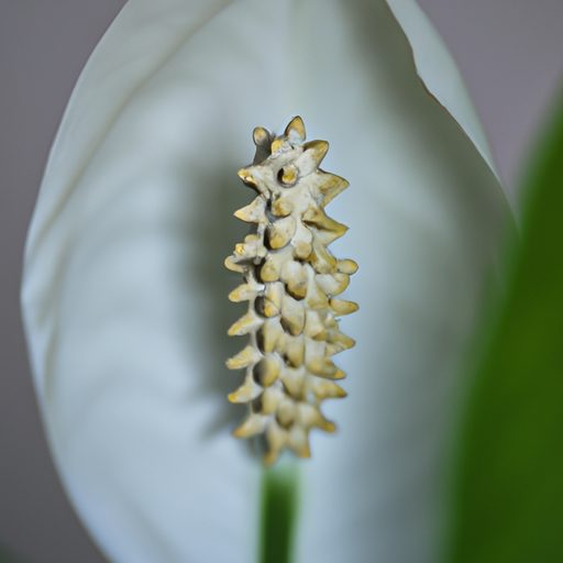 a close up of a blooming peace lily show 512x512 66906050