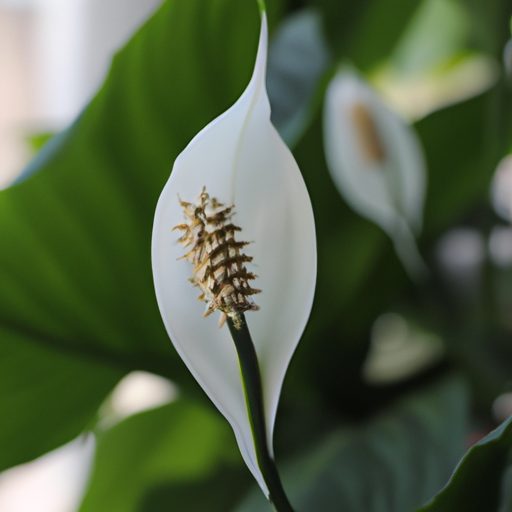a close up of a blooming peace lily show 512x512 70539619