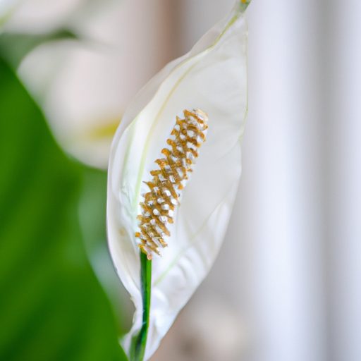 a close up of a blooming peace lily with 512x512 13711307