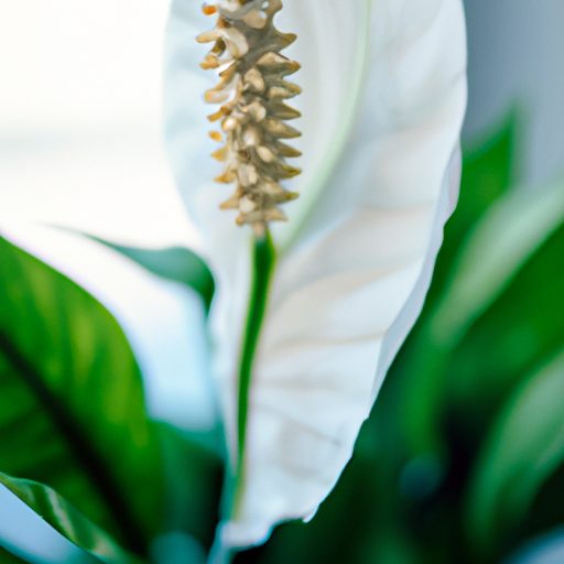 a close up of a blooming peace lily with 512x512 43801060