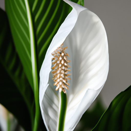 a close up of a blooming peace lily with 512x512 47127451