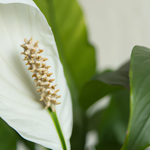 a close up of a blooming peace lily with 512x512 97398444