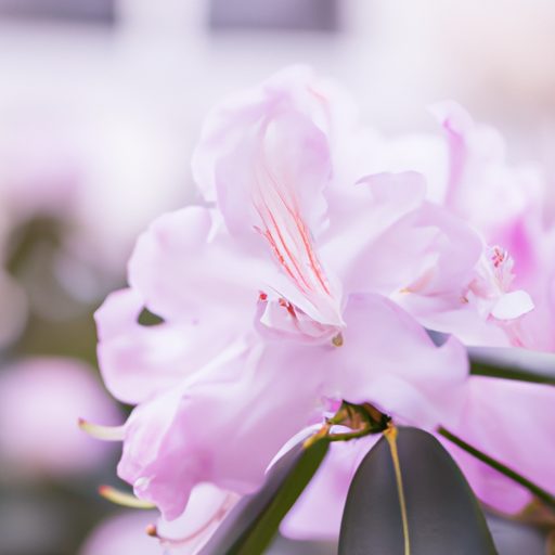 a close up of a blooming rhododendron in 512x512 50216206