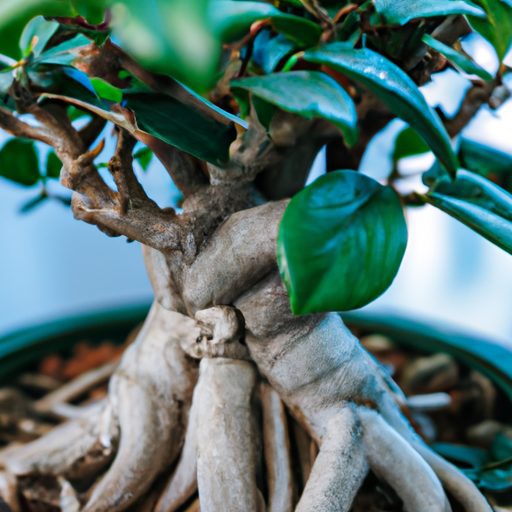 a close up of a bonsai ginseng ficus tre 512x512 15943170