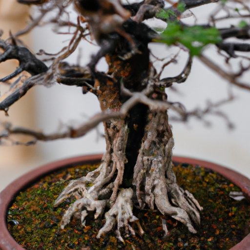 a close up of a bonsai tree in a perfect 512x512 28745227