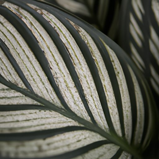 a close up of a calathea orbifolia leaf 512x512 31680369