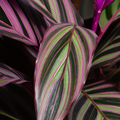 a close up of a calathea plant showcasin 512x512 10770782