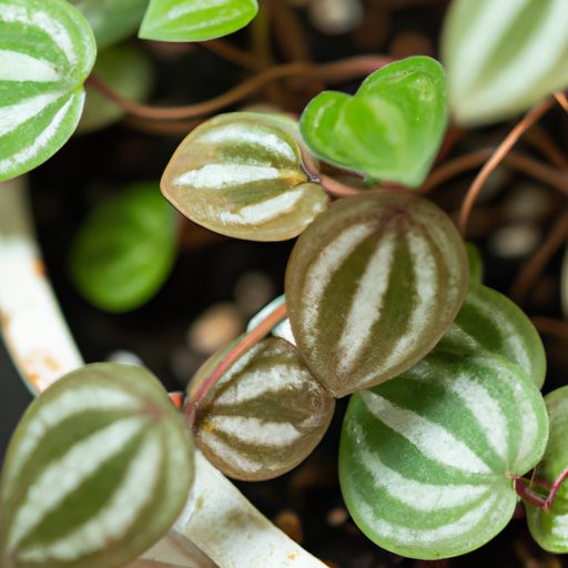 a close up of a coin leaf peperomia plan 512x512 50709290
