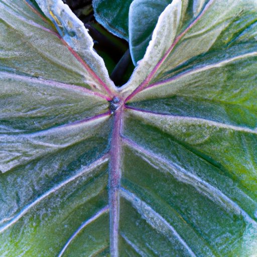 a close up of a colocasia plant covered 512x512 54008077