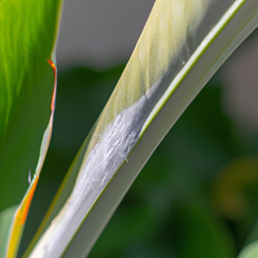 a close up of a curled strelitzia leaf b 512x512 47117415