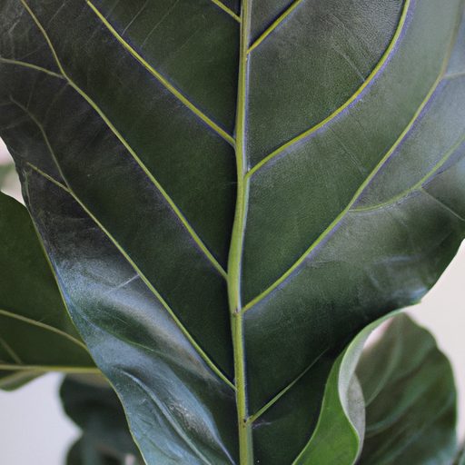 a close up of a fiddle leaf fig tree sho 512x512 15371602