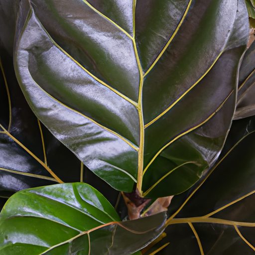 a close up of a fiddle leaf fig tree sho 512x512 30232410