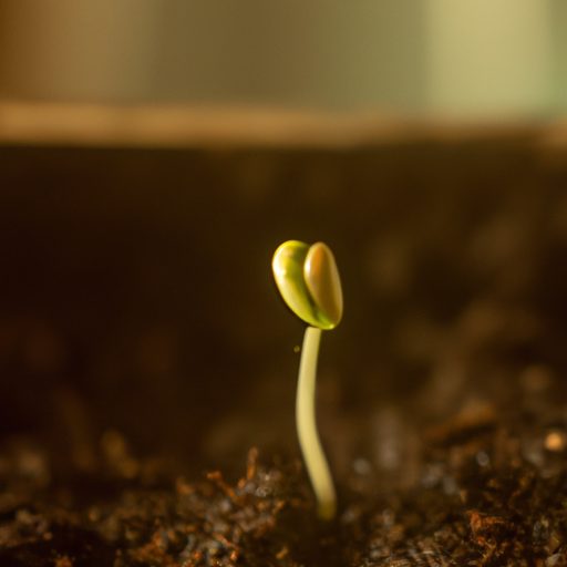 a close up of a germinating seedling rea 512x512 62185710