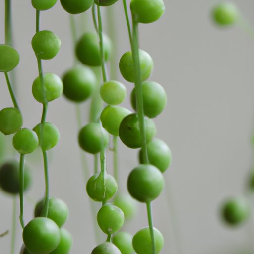 a close up of a hanging string of pearls 512x512 9328125