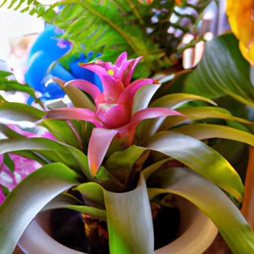 a close up of a healthy bromeliad with v 512x512 37506171