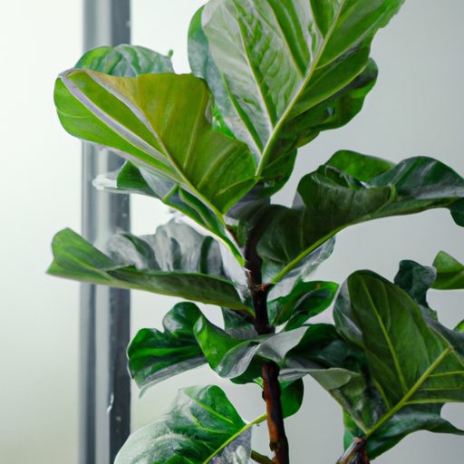 a close up of a healthy fiddle leaf fig 512x512 195810