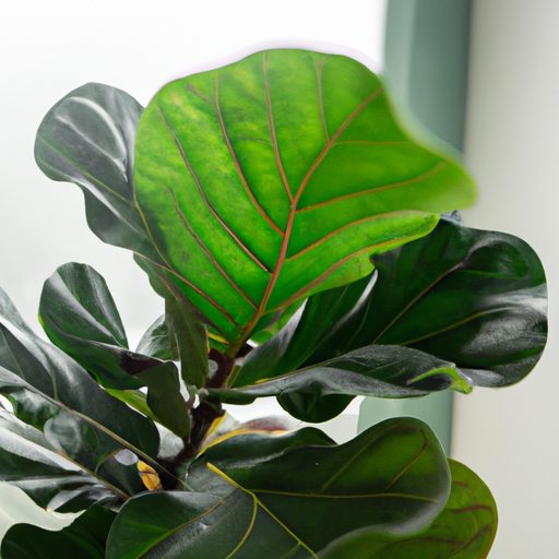 a close up of a healthy fiddle leaf fig 512x512 62258238