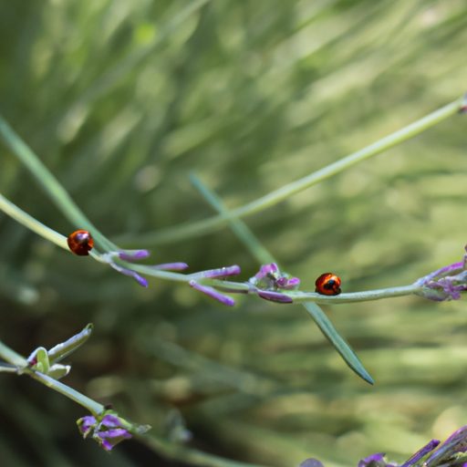 a close up of a lavender plant with lady 512x512 64102886