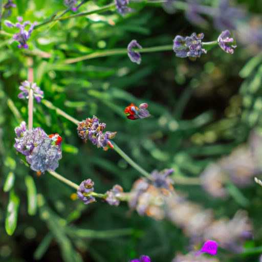 a close up of a lavender plant with lady 512x512 66590219