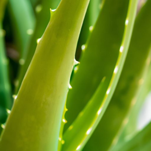 a close up of a lush aloe vera plant wit 512x512 57424533