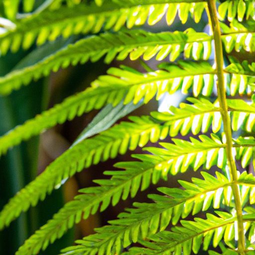 a close up of a lush green boston fern w 512x512 47025308