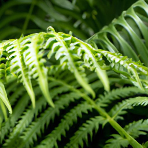 a close up of a lush green boston fern w 512x512 62521627