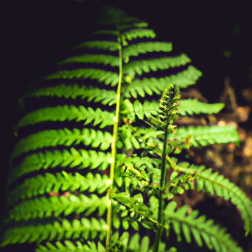 a close up of a lush green fern with del 512x512 76018634