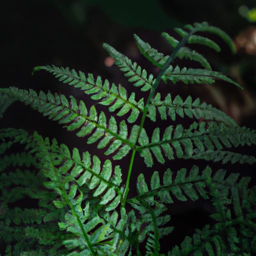 a close up of a lush green fern with del 512x512 90547564