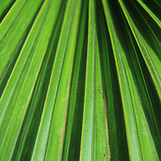 a close up of a lush parlor palm leaf sh 512x512 70996531