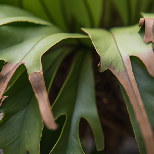 a close up of a lush staghorn fern showc 512x512 75097968