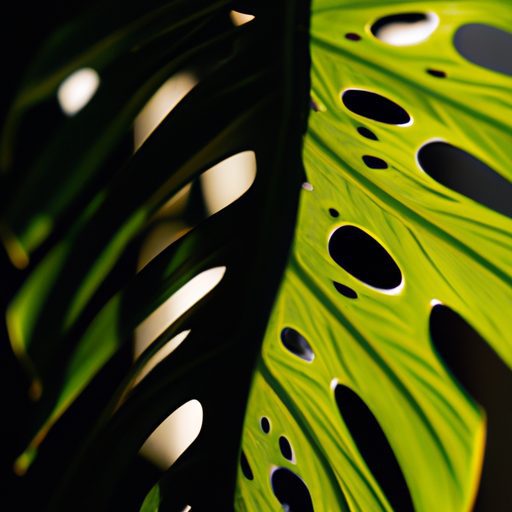 a close up of a monstera deliciosa leaf 512x512 59216185