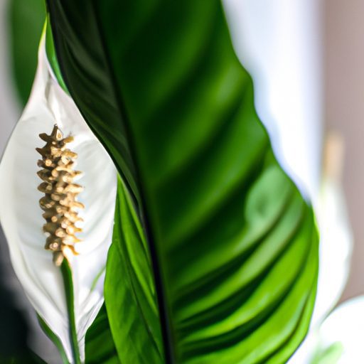 a close up of a peace lily showcasing it 512x512 846397