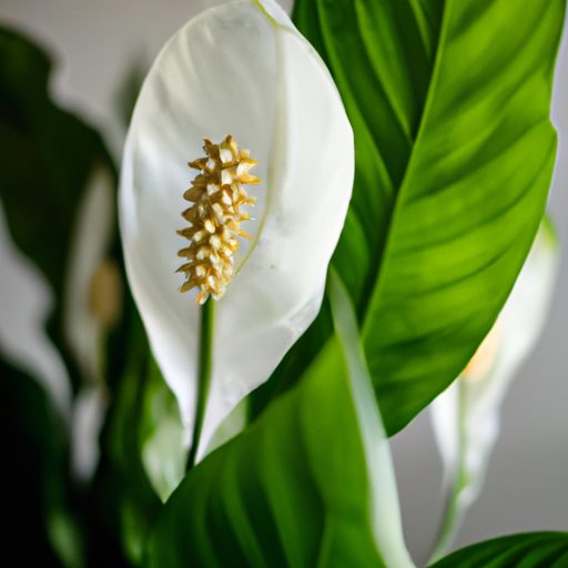 a close up of a peace lily showcasing it 512x512 97719272