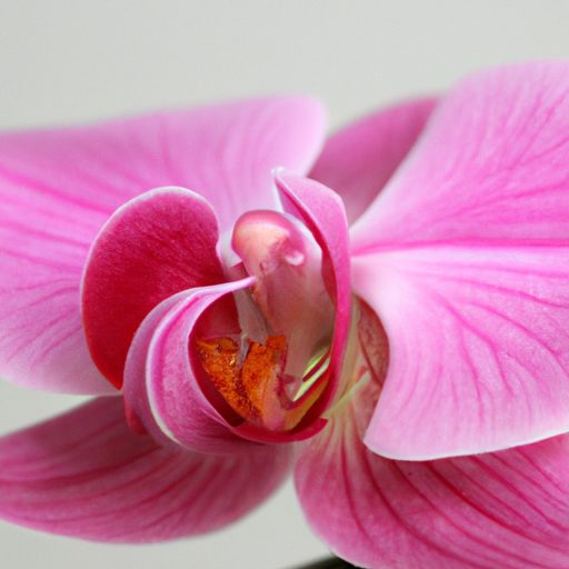 a close up of a phalaenopsis orchid show 512x512 32882084