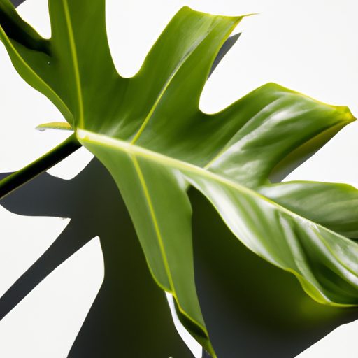 a close up of a philodendron hederaceum 512x512 52008590