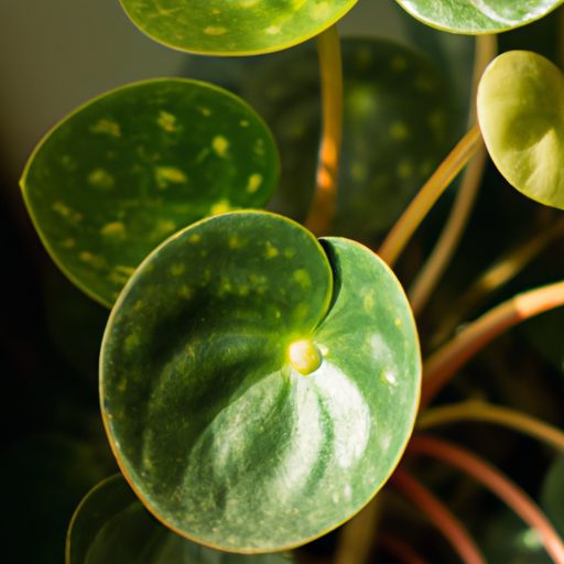 a close up of a pilea peperomioides plan 512x512 37948525