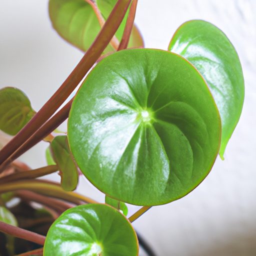a close up of a pilea peperomioides plan 512x512 48044010