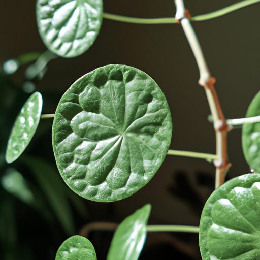 a close up of a pilea peperomioides plan 512x512 50405536