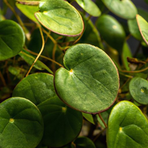 a close up of a pilea peperomioides plan 512x512 75041834
