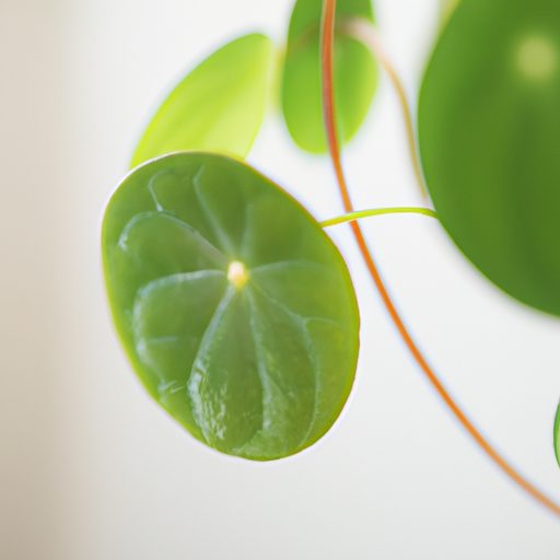 a close up of a pilea peperomioides plan 512x512 94597190