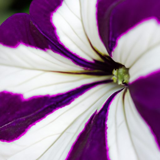 a close up of a pinstripe petunia showca 512x512 90238661