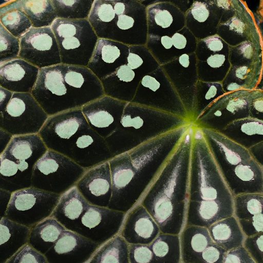 a close up of a polka dot begonia leaf s 512x512 17393143