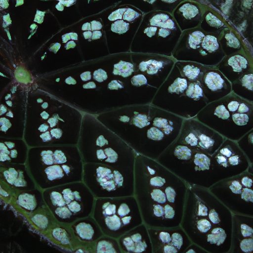a close up of a polka dot begonia leaf s 512x512 63300537