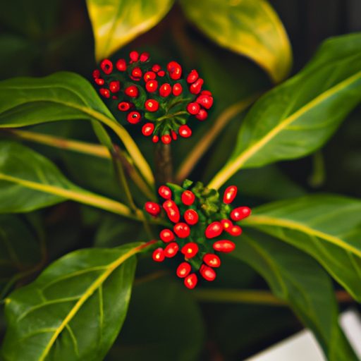 a close up of a potted skimmia japonica 512x512 22868439