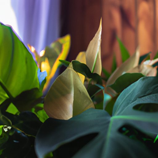 a close up of a prayer plants folded lea 512x512 33603361