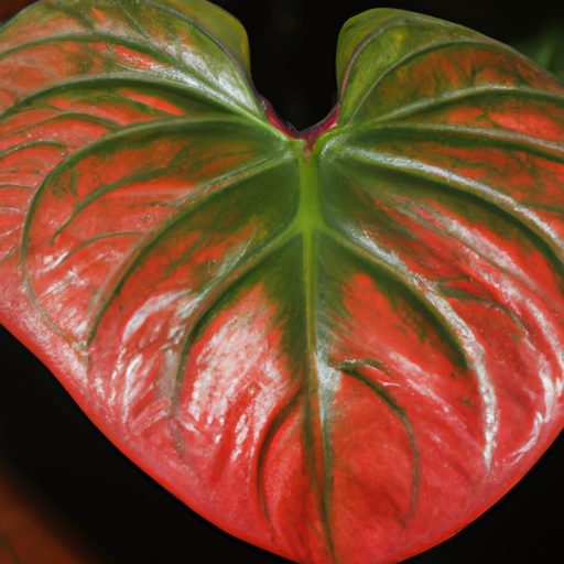 a close up of a red anthurium leaf in th 512x512 8088802
