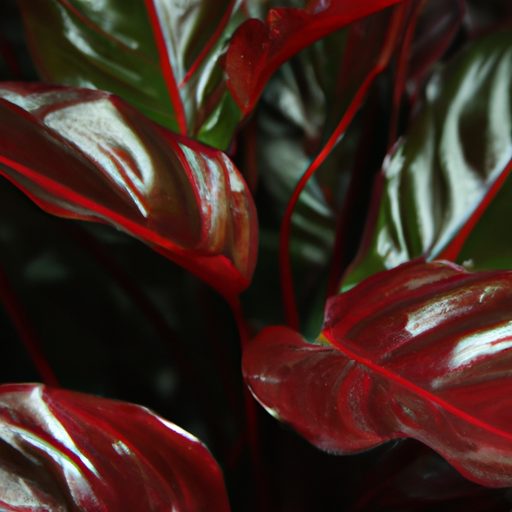 a close up of a red prayer plant with it 512x512 45294533
